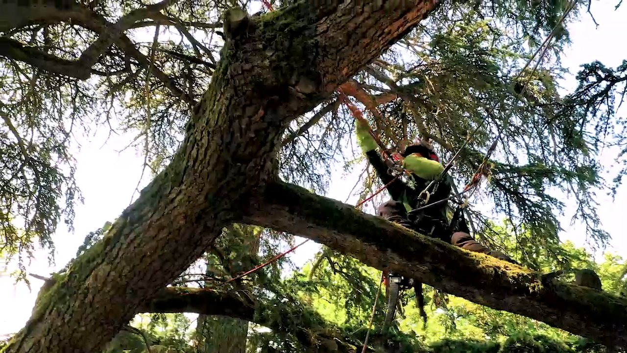 Arboriste-grimpeur en intervention dans un arbre