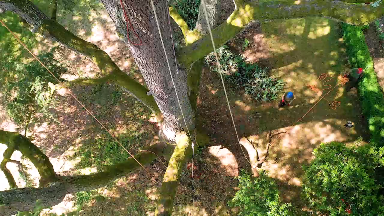 Intervention urgente sur arbre dangereux