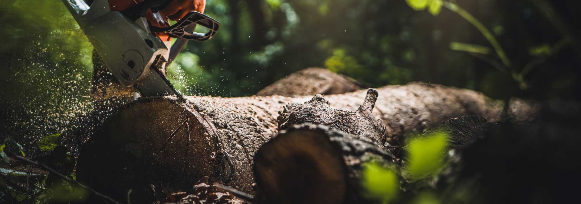 Paysage forestier des Landes avec pins maritimes