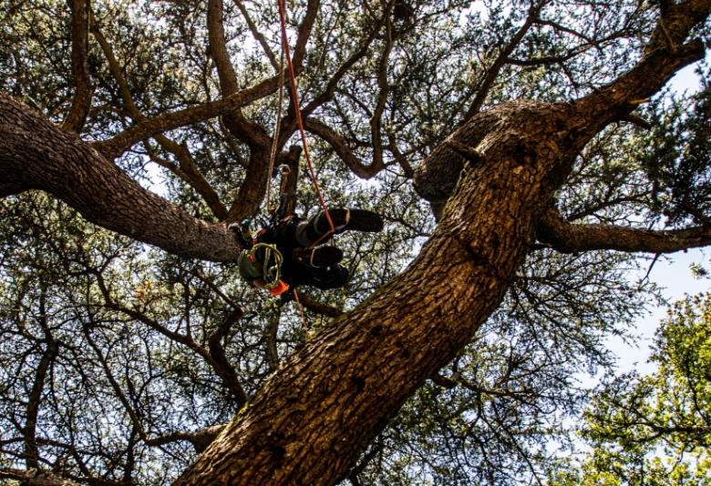 Elagage d'arbre