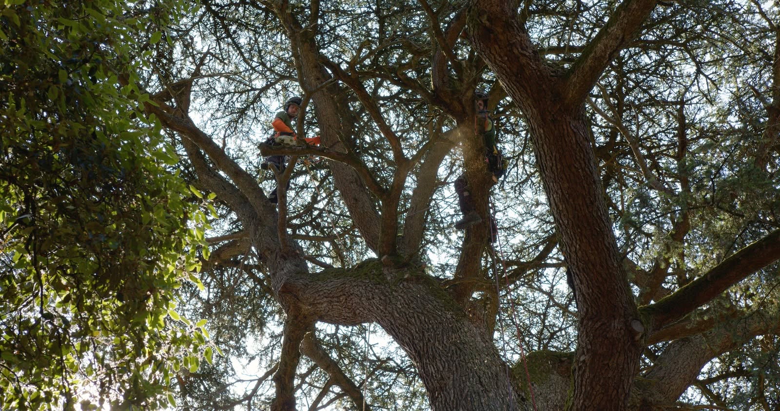Les équipes d'arbre en arbre